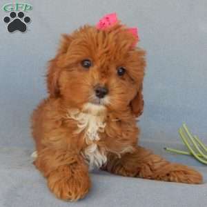Penny, Cavapoo Puppy